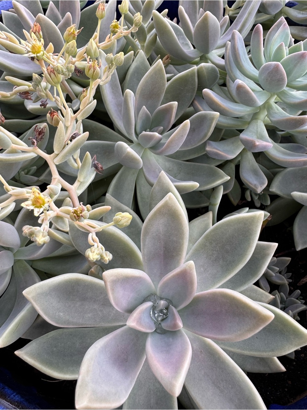 Ghost Succulent (GRAPTOPETALUM PARAGUAYENSE)